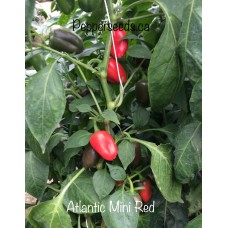Atlantic Mini Red Pepper