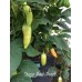 Aji Peach Pepper
