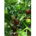 Jamaican Hot Chocolate Pepper Seeds