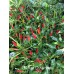  Chinese Ornamental Pepper Seeds 