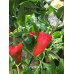 Florines Pepper Seeds