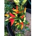 Spagna Pepper Seeds 
