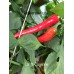 Large Cayenne 