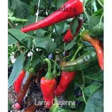 Large Cayenne 
