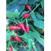 Amachito Red Pepper