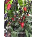 Pimenta Leopard