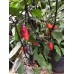 Pimenta Leopard