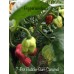 7-Pot Bubble-Gum Caramel Pepper Seeds 