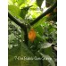 7-Pot Bubble-Gum Orange Pepper Seeds 