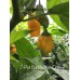 7-Pot Bubble-Gum Orange Pepper Seeds 