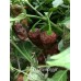 7-Pot Gravedigger Pepper Seeds 