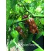 7-Pot Kraken Scorpion Pepper Seeds