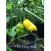 7-Pot Infinity Yellow Pepper Seeds 