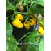 Nagabrains Yellow Pepper Seeds