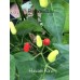 Hawaiian Kona Pepper Seeds 