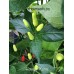 Hawaiian Kona Pepper Seeds 