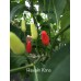 Hawaiian Kona Pepper Seeds 