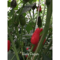 Black Pequin Pepper