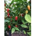 Amachito Red Pepper