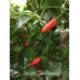 Serrano Tam Piguero Pepper
