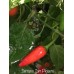 Serrano Tam Piguero Pepper