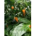 Chicken Heart Yellow Pepper Seeds
