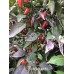 Flourescents Pepper Seeds 