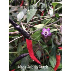 Naga Jolokia Purple