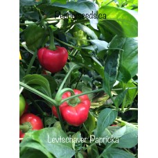 Levtschaver Papricka