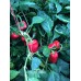 Piquillo Pepper Seeds 