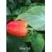 White Bell Pepper Seeds 