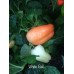 White Bell Pepper Seeds 