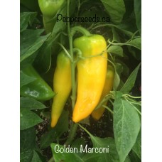 Golden Marconi Pepper Seeds