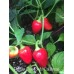 Pepper One Tondo Calabrese