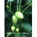 Pepper One Tondo Calabrese