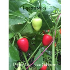 Pepper One Tondo Calabrese
