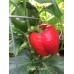 Ozark Giant