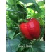 Ozark Giant