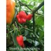 Vincent's Annuum Habanero Pepper Seeds