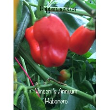 Vincent's Annuum Habanero Pepper Seeds
