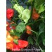 Trinidad Scorpion X-Strain