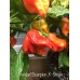 Trinidad Scorpion X-Strain