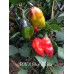 PDN X Bhut Jolokia
