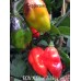 PDN X Bhut Jolokia