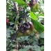 PDN X Bhut Jolokia