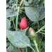 Mayan Love Pepper