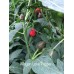 Mayan Love Pepper