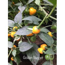 Golden Nugget Pepper Seeds