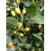 Golden Nugget Pepper Seeds