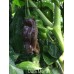 Dulce Morron Pepper Seeds